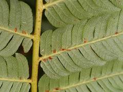 Cyathea squamipes