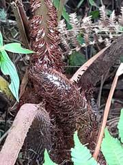 Cyathea squamipes