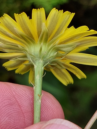 Azores tolpis