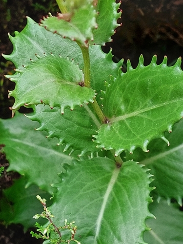 Azores tolpis