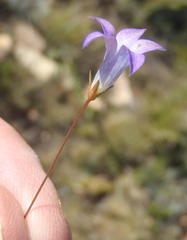 Wahlenbergia stellarioides