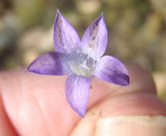 Wahlenbergia stellarioides