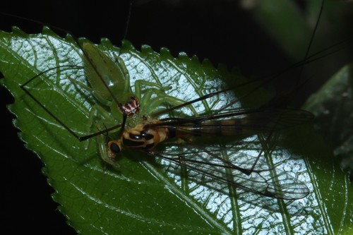 Photo of Green Jumping Spider (Mopsus mormon)