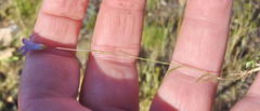 Wahlenbergia stellarioides