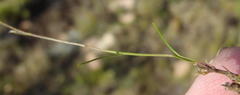 Wahlenbergia stellarioides