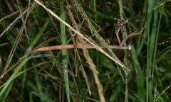 Tenodera costalis