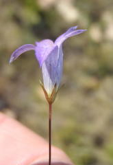 Wahlenbergia stellarioides