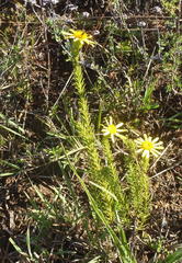 Senecio pinifolius