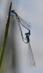 Enallagma geminatum