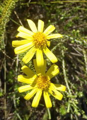 Senecio pinifolius