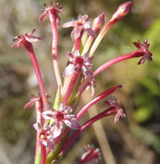 Struthiola macowanii
