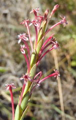 Struthiola macowanii