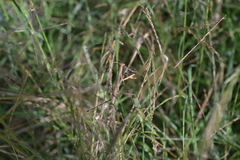 Tenodera costalis