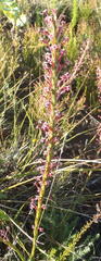 Struthiola macowanii