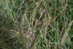 Tenodera costalis
