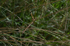 Tenodera costalis