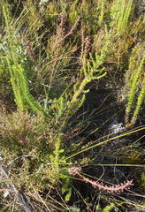 Struthiola macowanii