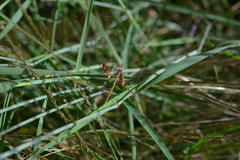 Tenodera costalis