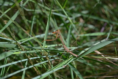 Tenodera costalis