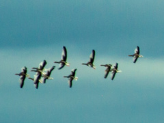 Anser brachyrhynchus