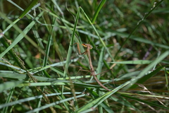 Tenodera costalis