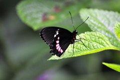 Parides erithalion