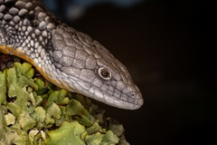 Abronia martindelcampoi