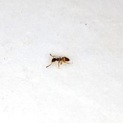 Tapinoma melanocephalum