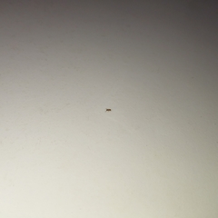 Tapinoma melanocephalum