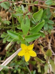 Lysimachia azorica