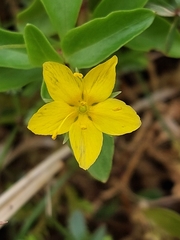 Lysimachia azorica