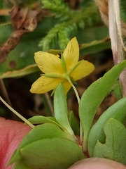 Lysimachia azorica