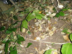 Mickelia pergamentacea