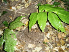 Mickelia pergamentacea