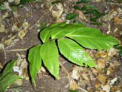 Mickelia pergamentacea