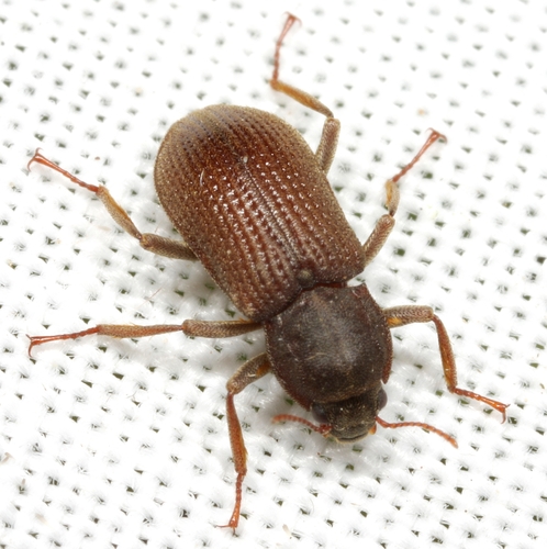 Macrelmis