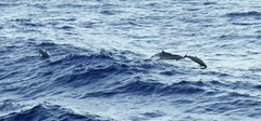 Stenella attenuata attenuata