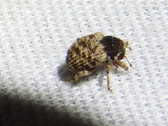 Pheloconus cribricollis