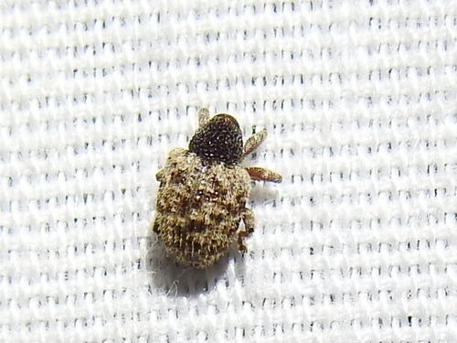Pheloconus cribricollis