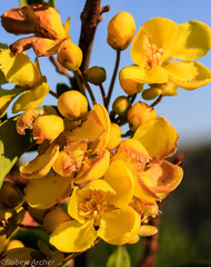 Acridocarpus natalitius natalitius