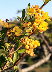 Acridocarpus natalitius natalitius