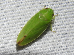 Hamana