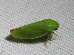 Hamana