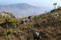 Xiphotheca fruticosa