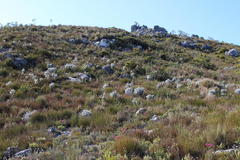 Xiphotheca fruticosa