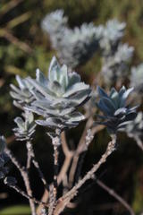 Xiphotheca fruticosa