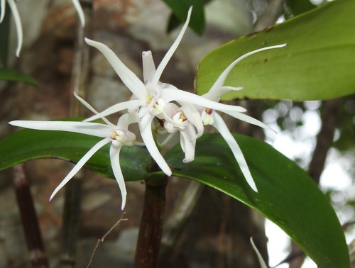 Rainforest Feather Orchid