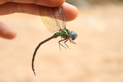 Triacanthagyna ditzleri