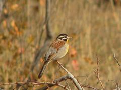 Emberiza flaviventris kalaharica