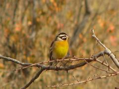 Emberiza flaviventris kalaharica